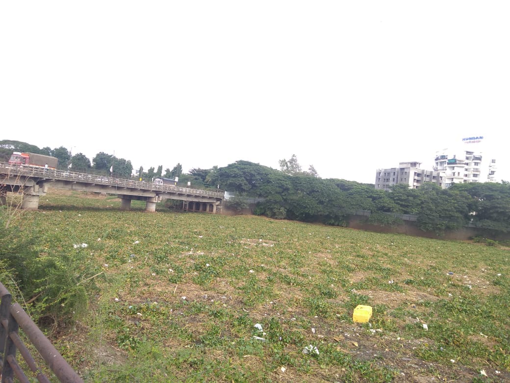 मुळा मुठा नदीतील जलपर्णी वाढल्याने परिसरात दुर्गंधी