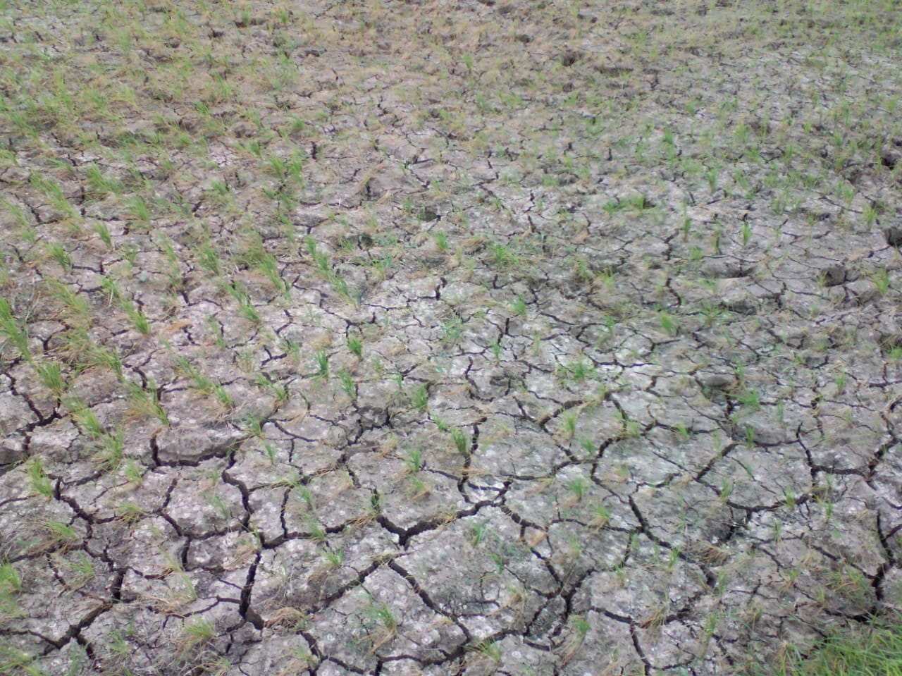 पावसाच्या हुलकावणीने ,धान पिक रोहणी थंडबसत्यात,शेतकरी चिंताग्रस्त