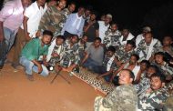 गडबोरी येथे धुमाकुळ घालणारा बिबट्या अखेर जेरबंद