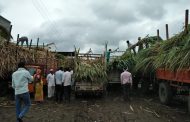 पाऊस आला अनं ! छावन्या मोडल्यां; चाऱ्यासाठी ऊसाला प्रति.टन चार हजाराचा भाव