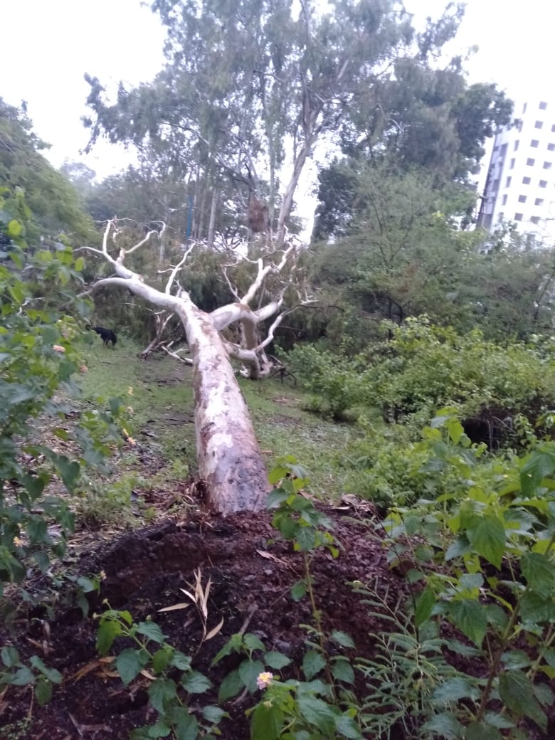 पाऊस,वादळात पडलेल्या वृक्षाकडे मनपा प्रशासनाचे दुर्लक्ष्य...