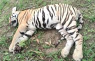 मेटेपार शिवारात तीन वाघ मृतावस्थेत आढळले, वनविभाग अधिकारी घटनास्थळी दाखल