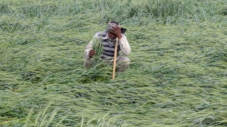 येवल्यात ३७ हजार हेक्टरवरील पीक पंचनामे; सत्तेच्या खेळात शेतकरी वाऱ्यावर