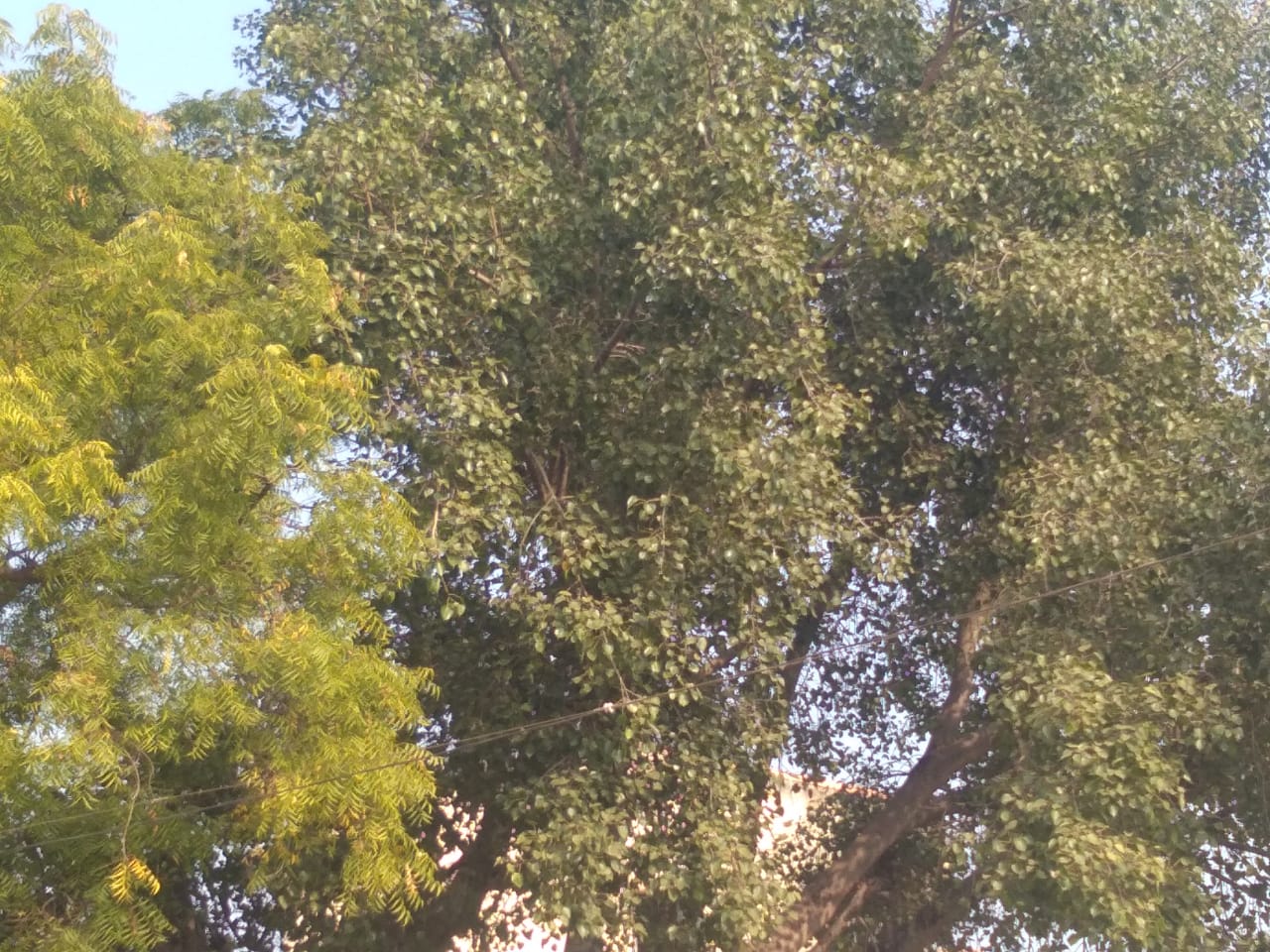 साताऱ्यात लाच प्रकरणी वनपाल जाळ्यात