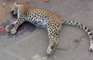 काळगाव धामणी रस्त्यावर अज्ञात वाहनाच्या धडकेत १ वर्षीय बिबट्याचा जागीच मृत्यू