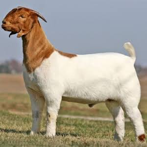 का वाढतायत महाराष्ट्रात मटणाचे दर?