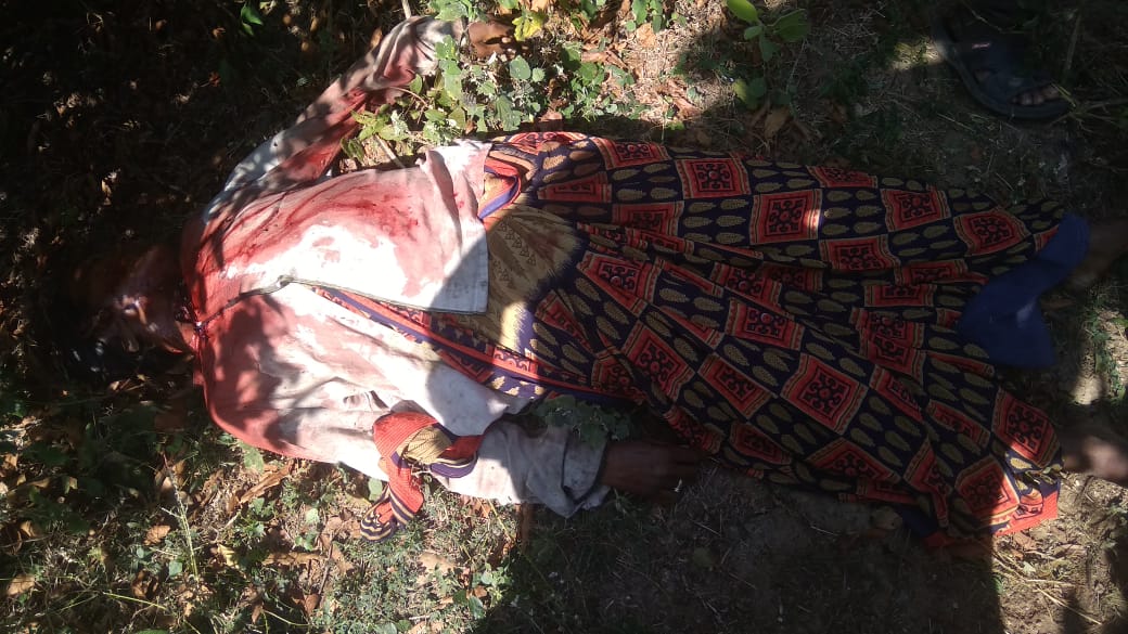 वाघाच्या हल्ल्यात एक मजूर महिला ठार