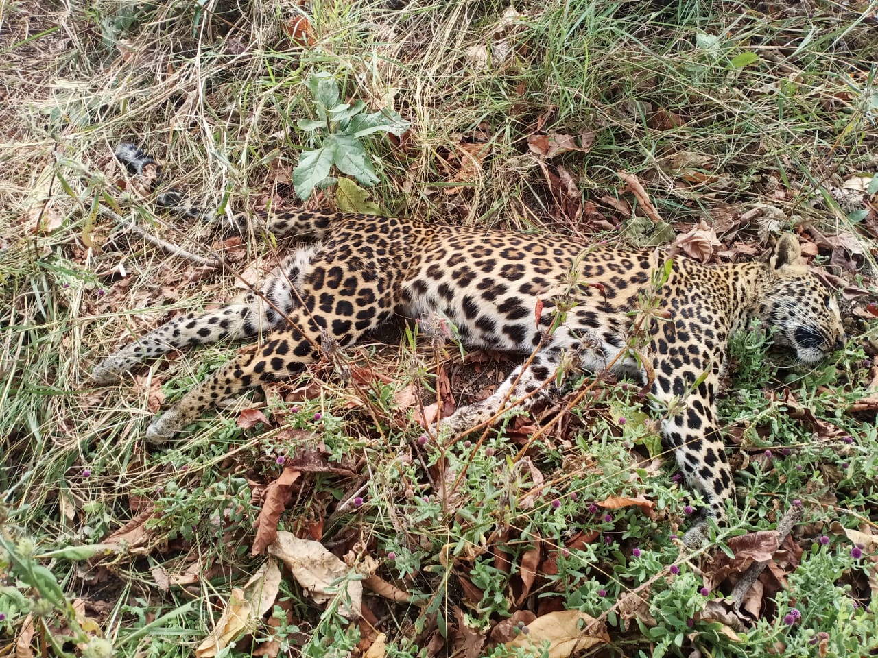 बिबट्याचा आकस्मिक मृत्यू
