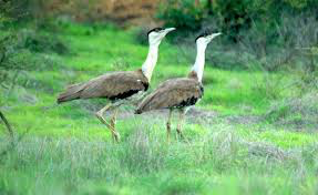 अखेर माळढोक क्षेत्र निश्चित