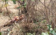 वाघाच्या हल्ल्यात कोलारा येथील शेतकरी ठार
