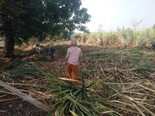 पाडेगाव येथे ऊसतोड मजूराचे  ऊस तोडण्याचे काम सुरु, १४४ कलमाचा भंग, प्रशासन कारवाई करणार का.?