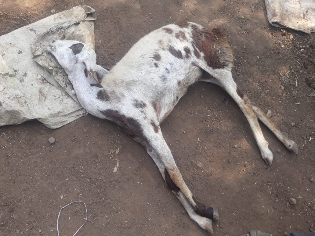 जिंतीमध्यें अनधिकृत विद्युत कंपाउंडला स्पर्श झाल्याने मेंढी गंभीर जखमी