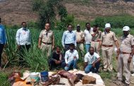 संचारबंदीत रानडुक्कराची शिकार; शिकार करणाऱ्या चार जणांना रंगेहाथ अटक