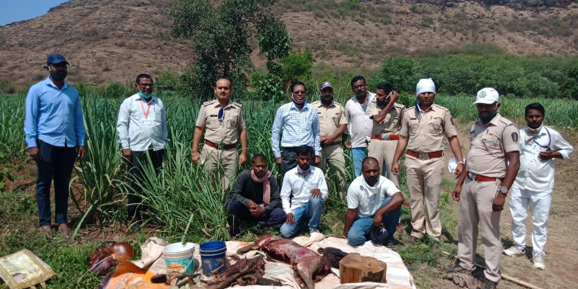संचारबंदीत रानडुक्कराची शिकार; शिकार करणाऱ्या चार जणांना रंगेहाथ अटक