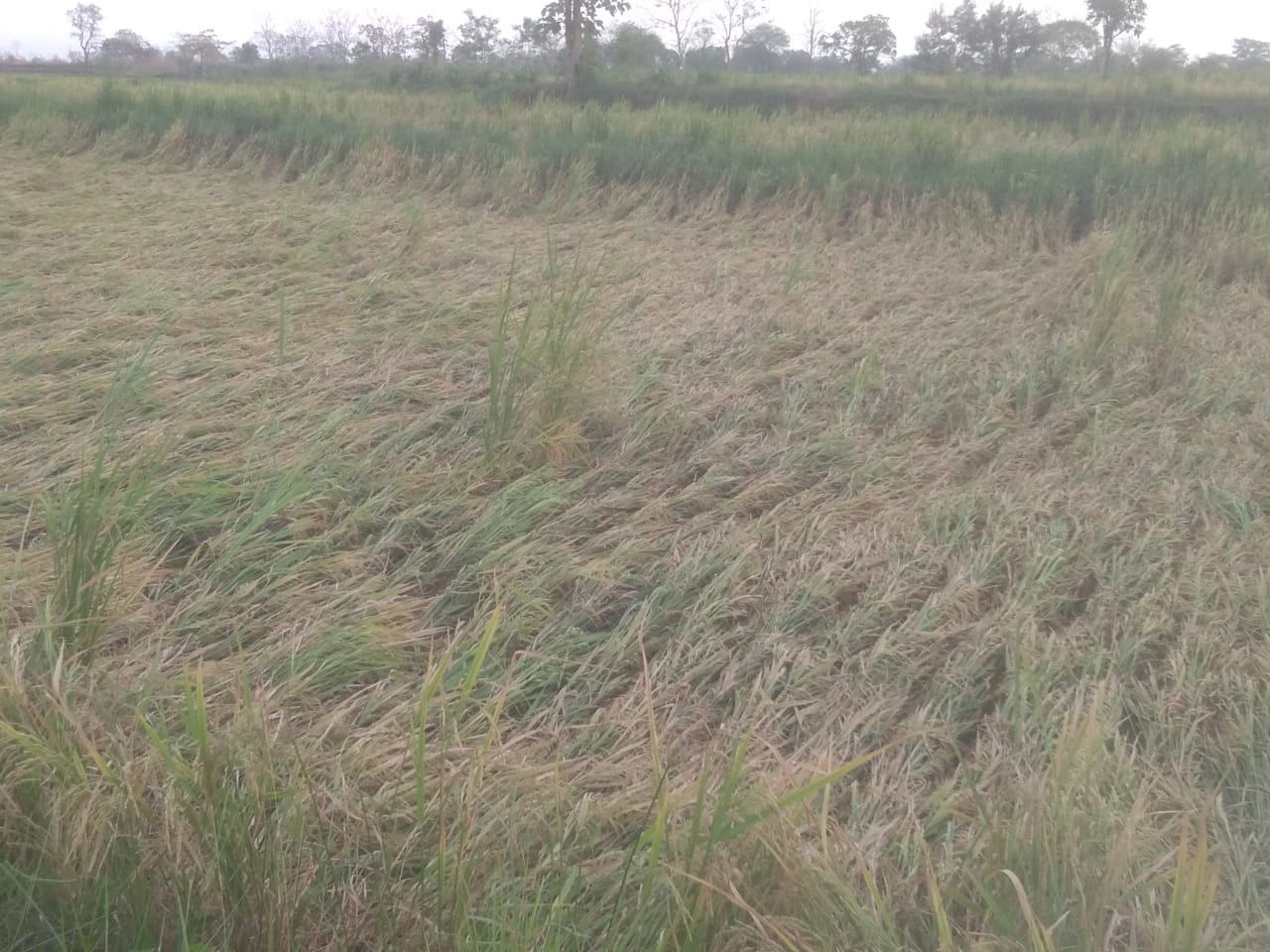 शेतकऱ्याचा तोंडी आलेला घास पाऊसाने हिरावला