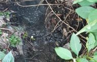महाबळेश्वर नगरपालिका सोडतेय खुलेआम नैसर्गिक स्रोतांमध्ये धोकादायक प्रदुषित पाणी …. ?अनेक वन्यप्राण्यांना मोजावी लागतेय किंमत, अनेक प्राण्यांच्या प्रजाती नष्ट होण्याच्या मार्गावर..