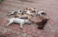 माणुसकीला काळिमा फासणारे घटना, बेथेलहेमनगर येथे १० भटकी कुत्री, ३ मांजराची विष देऊन हत्या