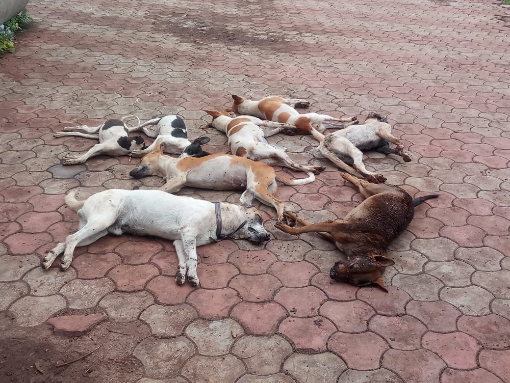 माणुसकीला काळिमा फासणारे घटना, बेथेलहेमनगर येथे १० भटकी कुत्री, ३ मांजराची विष देऊन हत्या