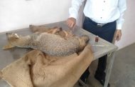 सांगलीतील जिल्हा पशु संवर्धन अधिकारी यांच्या दक्षतेमुळे जखमी झालेल्या कोल्ह्याला मिळाले जीवनदान