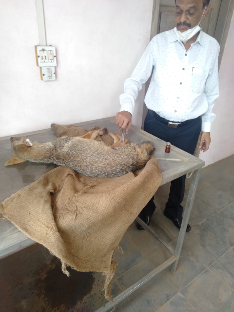 सांगलीतील जिल्हा पशु संवर्धन अधिकारी यांच्या दक्षतेमुळे जखमी झालेल्या कोल्ह्याला मिळाले जीवनदान