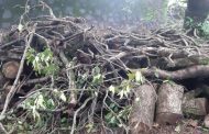'त्या' अधिकाऱ्याने साठवणूक केलेली लाकडे अखेर स्मशानभूमीत पोहोचली…..