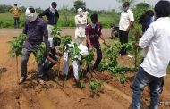 आंबोली- आसोला मार्गावर खड्ड्यांमध्ये बेसरमची झाडे लावुन आंदोलन