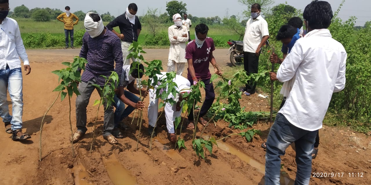 आंबोली- आसोला मार्गावर खड्ड्यांमध्ये बेसरमची झाडे लावुन आंदोलन