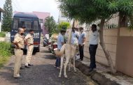घोडीच्या गुप्तांग तारेने शिवले, सांगलीतील अघोरी प्रकार