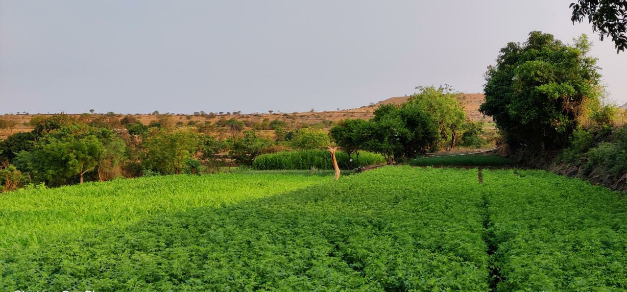 पीक विम्याचा बीड पॅटर्न  पूर्ण राज्यात राबवावा, राज्याची केंद्राकडे मागणी.