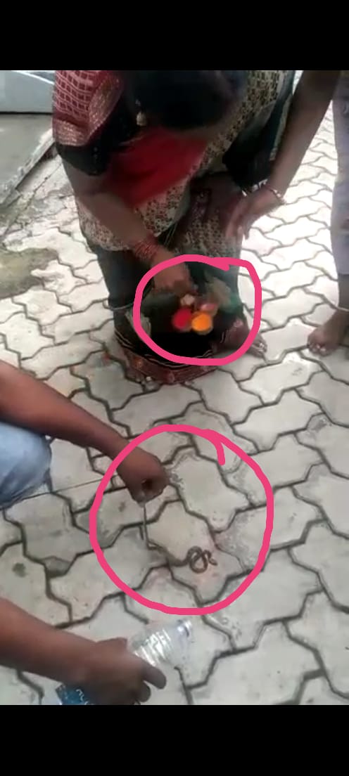 नागपंचमीला जिवंत साप पकडून प्रदर्शन करणाऱ्या सर्पमित्रावर कारवाई करा-  प्राणीमित्र अ‍ॅड. बसवराज होसगौडर