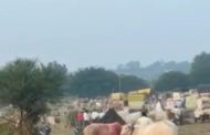 केवळ प्रशासनाच्या सहकार्यामुळेच नागोबाच्या यात्रेतील बैलबाजार शक्य झाला - विलासराव देशमुख