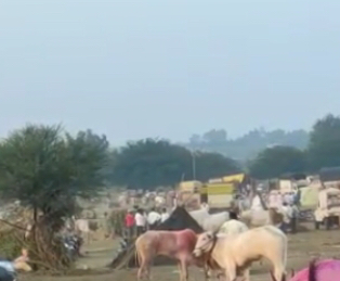 केवळ प्रशासनाच्या सहकार्यामुळेच नागोबाच्या यात्रेतील बैलबाजार शक्य झाला - विलासराव देशमुख