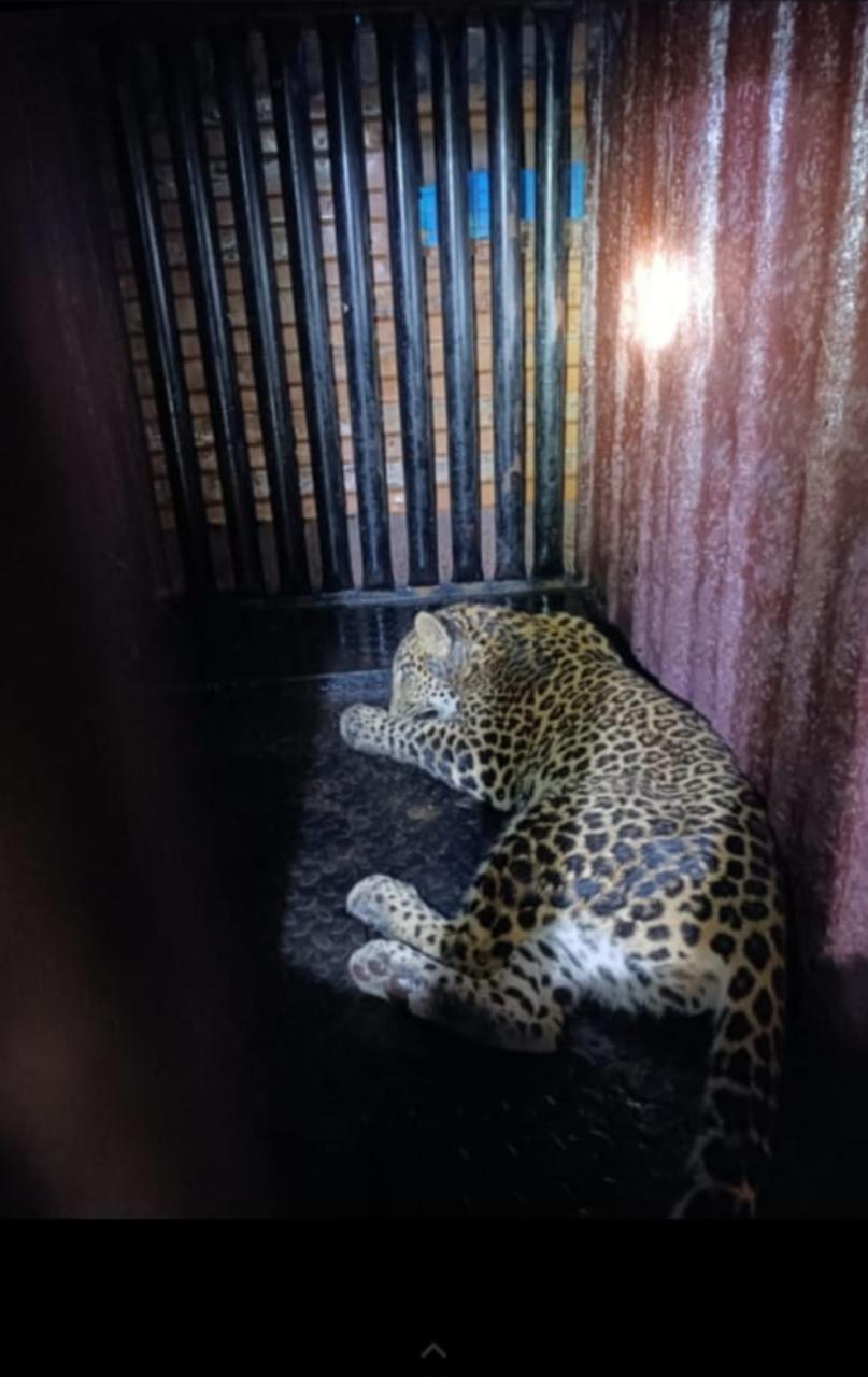 रात्रीच्या वेळी बिबट्या घुसला घरात…. निमसे परिवाराची झाली रात्रभर घाबरगुंडी