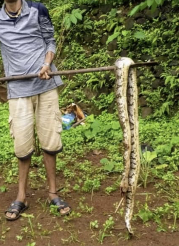 अजगर साप मारून जाळल्या प्रकरणी वन गुन्हा दाखल…