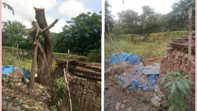 घणसोलीत फांद्या कापण्याच्या बहाण्याने वृक्षांची कत्तल..
