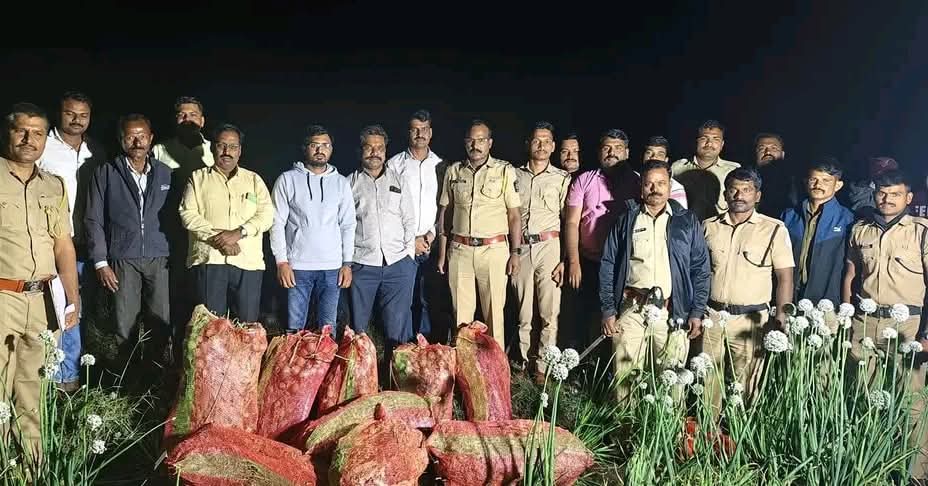 वाशी पोलिसांचा अफूच्या शेतीवर छापा; ५८ किलो ओला अफू जप्त, तिघांना बेड्या!