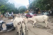 पिंपरीगाव बस स्टॉपवर मोकाट जनावरांचा मुक्त संचार; प्रवासी आणि वाहनचालक त्रस्त