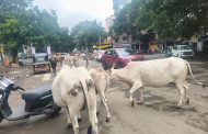 पिंपरीगाव बस स्टॉपवर मोकाट जनावरांचा मुक्त संचार; प्रवासी आणि वाहनचालक त्रस्त