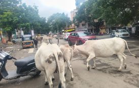 पिंपरीगाव बस स्टॉपवर मोकाट जनावरांचा मुक्त संचार; प्रवासी आणि वाहनचालक त्रस्त