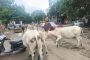 पिंपरीगाव बस स्टॉपवर मोकाट जनावरांचा मुक्त संचार; प्रवासी आणि वाहनचालक त्रस्त