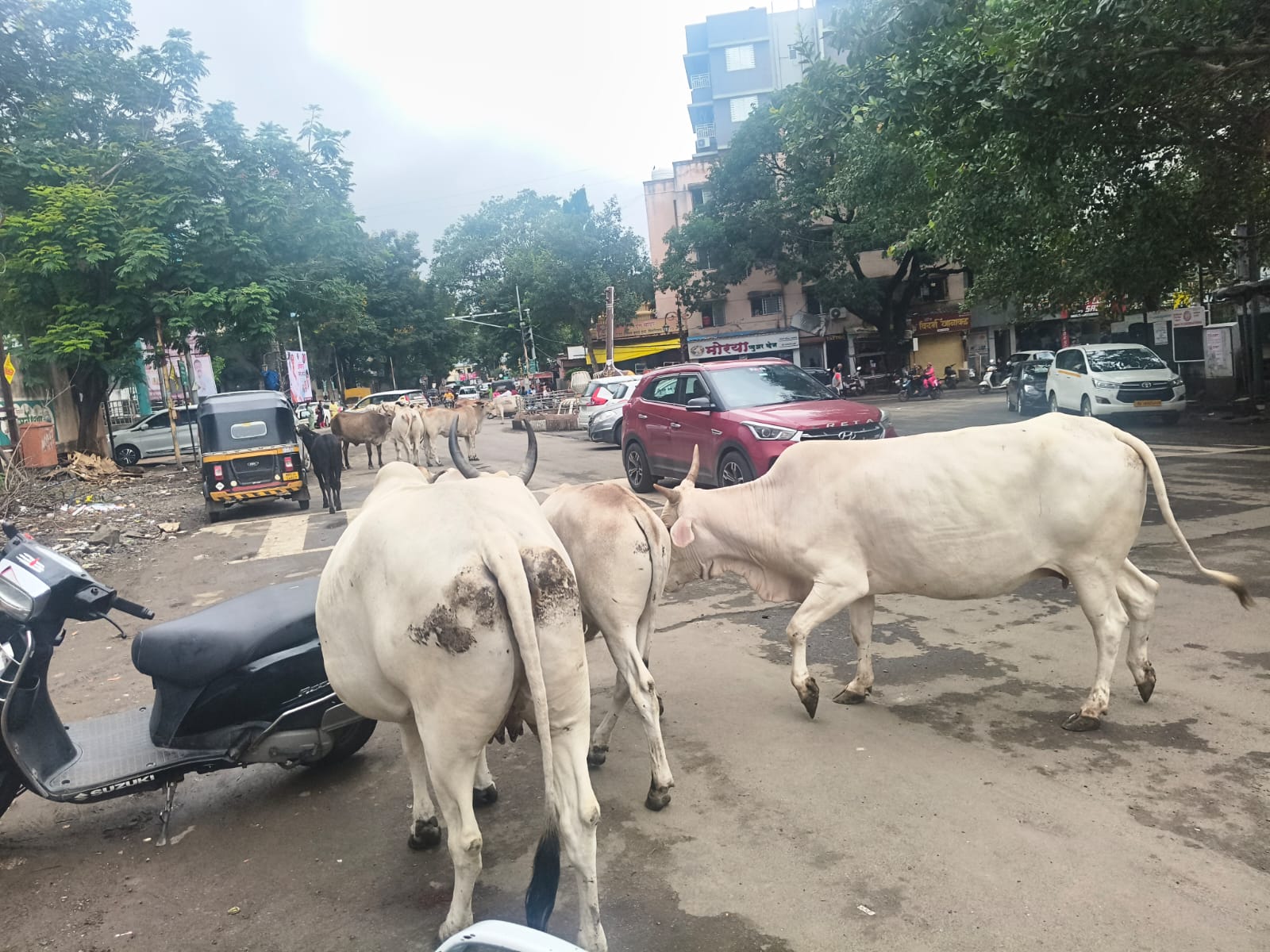 पिंपरीगाव बस स्टॉपवर मोकाट जनावरांचा मुक्त संचार; प्रवासी आणि वाहनचालक त्रस्त