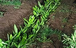 एकलारा परिसरात बिबट्याची दहशत; शेतकऱ्यांमध्ये भीतीचे वातावरण